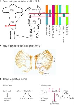MiR-9 and the Midbrain-Hindbrain Boundary: A Showcase for the Limited Functional Conservation and Regulatory Complexity of MicroRNAs